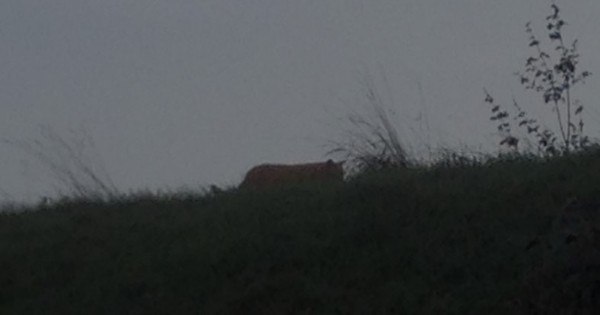 O mistério se amplia: gato gigante é visto em parque da Disney em Paris