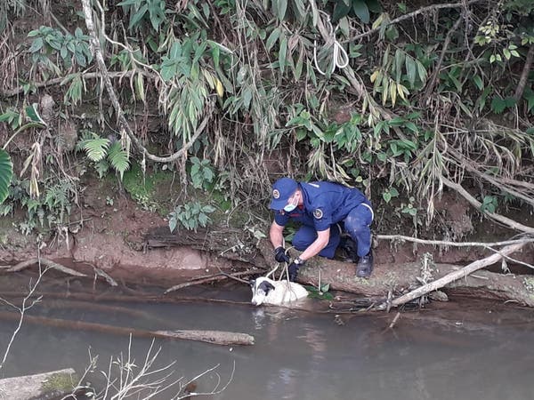 Cachorro cego cai no rio e mobiliza resgate dos bombeiros no Alto Vale; veja vídeo | NSC Total