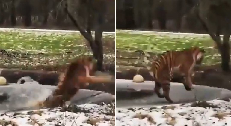 Tigre percebe camada de gelo fino sob as patas, mas já era tarde