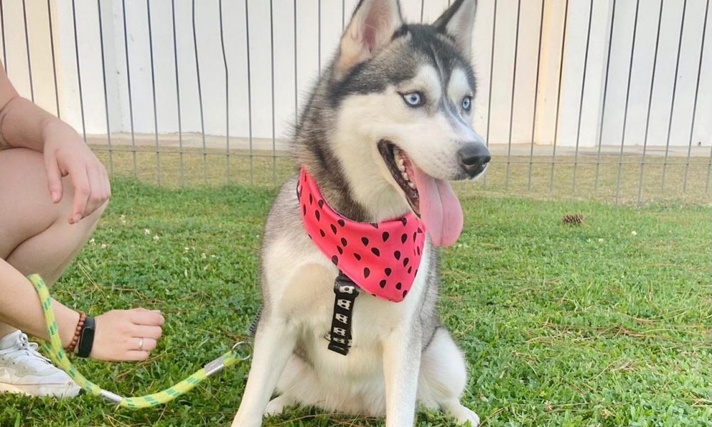 Onde está a Dora? Família de Curitiba busca e oferece recompensa por Husky Siberiano