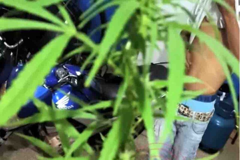 PM prende homem que cultivava maconha no quintal de casa em Vilhena