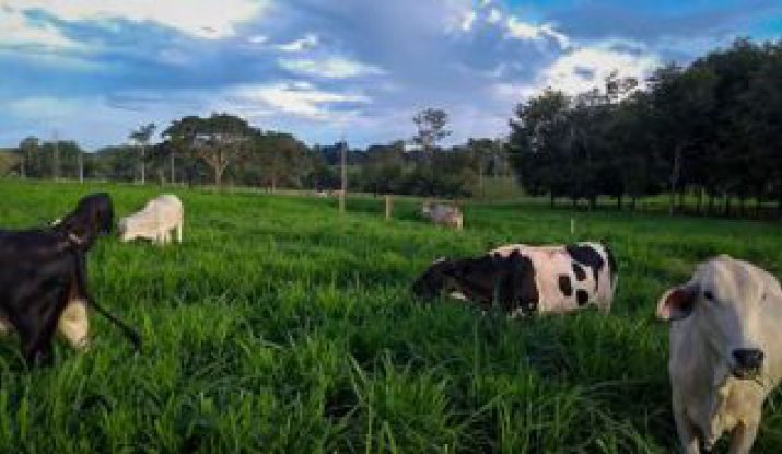  Em Dia de Campo, Embrapa de Ouro Preto do Oeste apresentará alternativa de forrageira para recuperação de pastagens