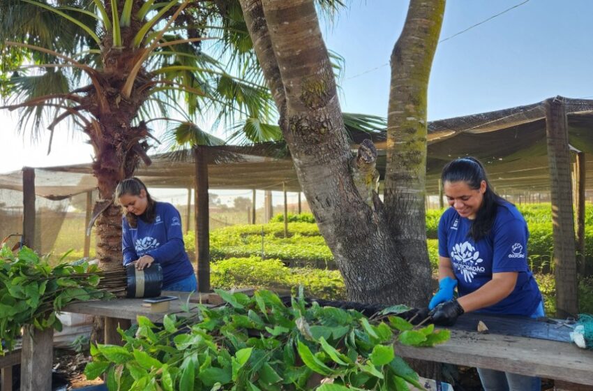  Projeto Viveiro Cidadão inicia a distribuição de 36 mil mudas para áreas de restauração em Rondônia