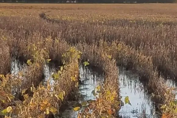  Agricultores gaúchos começam a contabilizar perdas causadas pelas inundações