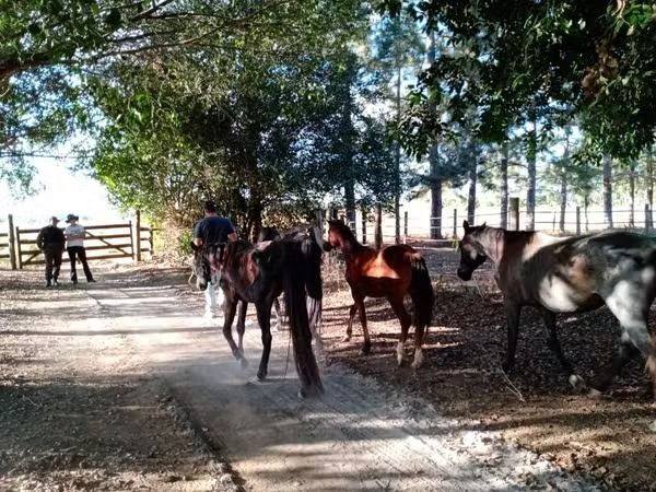  14 animais foram identificados em situação degradante de maus-tratos em propriedade rural