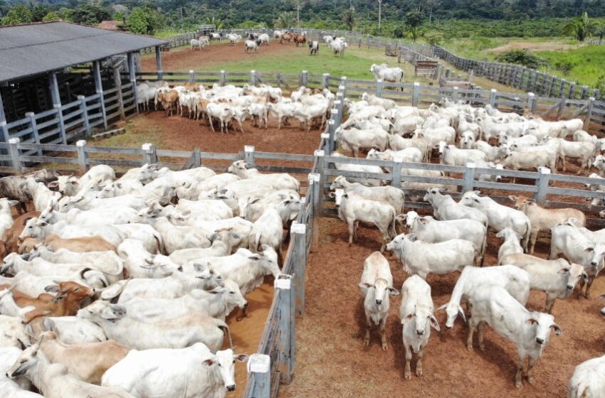  Teste epidemiológico para avaliar prevalência da Brucelose e Tuberculose bovina inicia dia 1º de agosto, em Rondônia