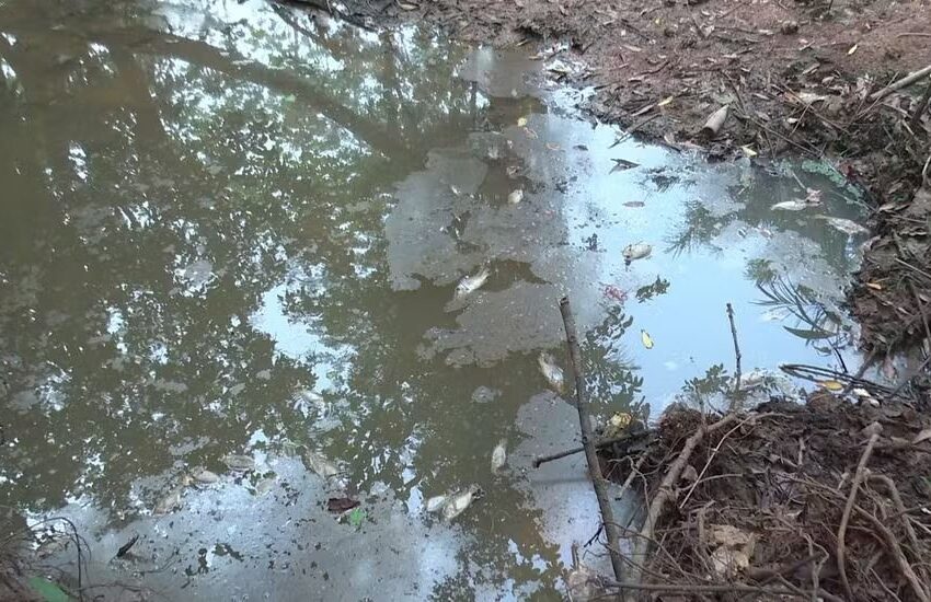  Igarapé seco e causa morte de bolsas de peixes durante estiagem severa em Rondônia