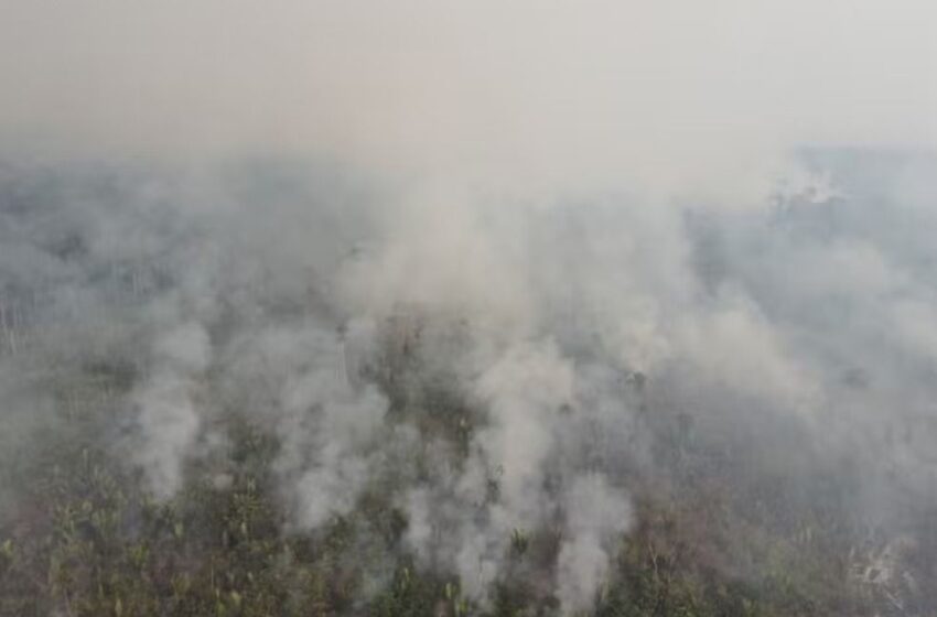  Incêndio atingiu Parque Guajará-Mirim há um mês e já destruiu área de quase 50 mil campos de futebol