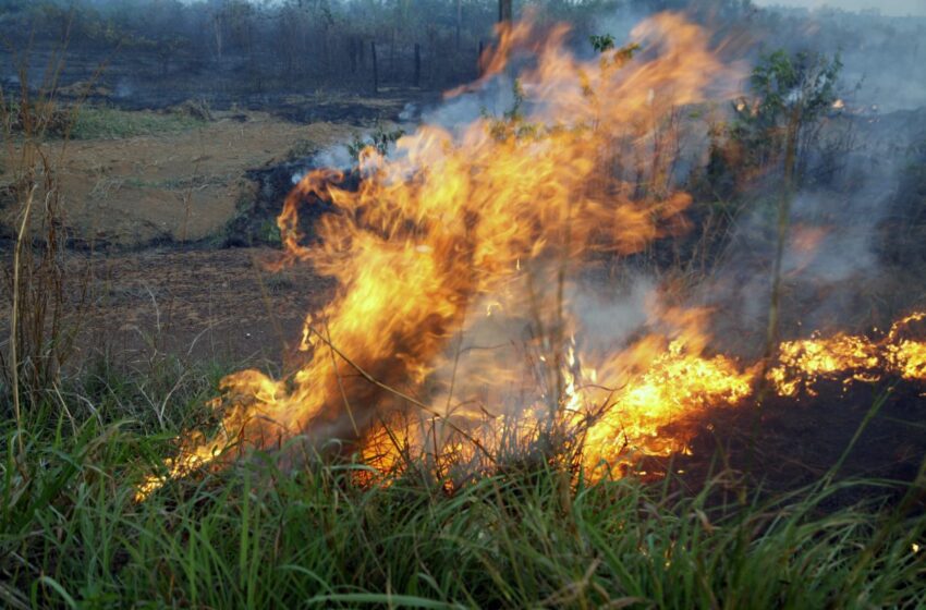  Deputados aprovam mais de R$ 13 milhões para proteção ambiental em Rondônia