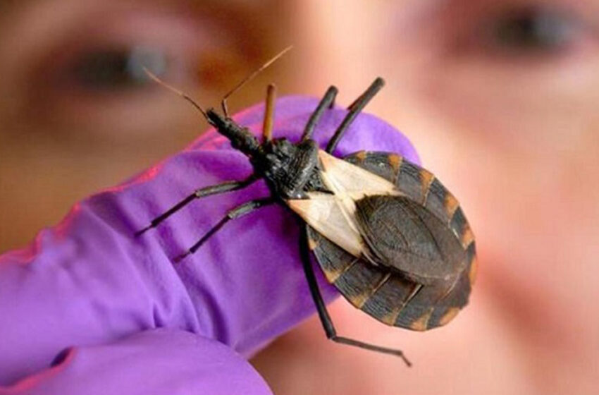  Surto deixa vizinho em alerta: Aumentam os números de casos de Doença de Chagas no Acre