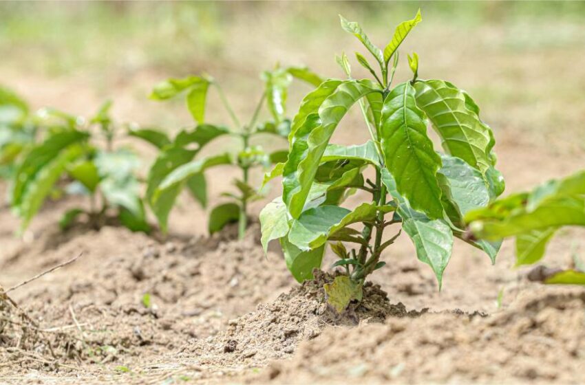  Assembleia Legislativa aprova R$ 1 milhão para Agricultura do estado