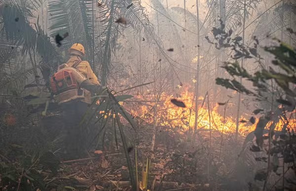  Três pessoas são presas suspeitas de envolvimento nos incêndios do Parque de Guajará-Mirim