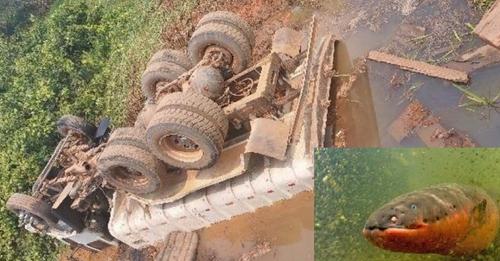  Caminhão cai em rio após desabamento de ponte em seringueiras; Motorista leva choque de peixe elétrico ao sair do veículo