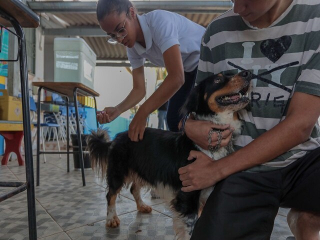  Vacina contra a raiva para cães e gatos continua disponível em Porto Velho