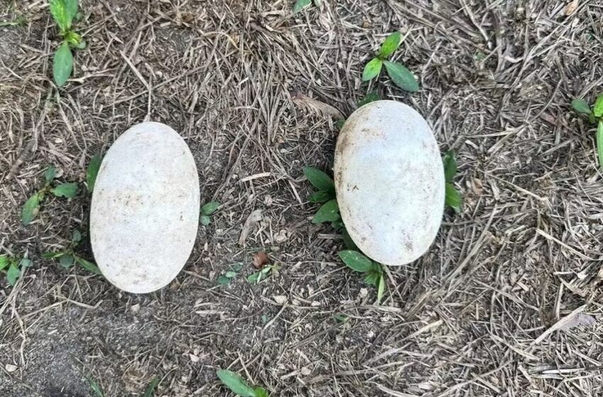  Ovos de jacaré que foram vendidos ilegalmente são apreendidos durante a operação em Rondônia