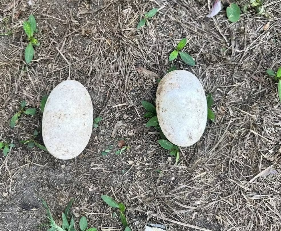 Ovos de jacaré que foram vendidos ilegalmente são apreendidos durante a operação em Rondônia