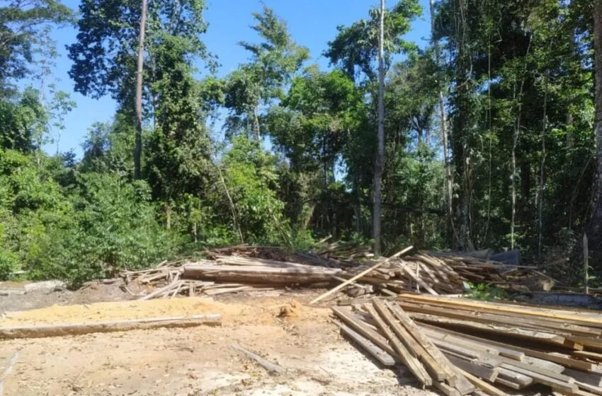  Esquema envolvendo empresas de fachada para comercialização de madeira ilegal é descoberto em Machadinho do Oeste