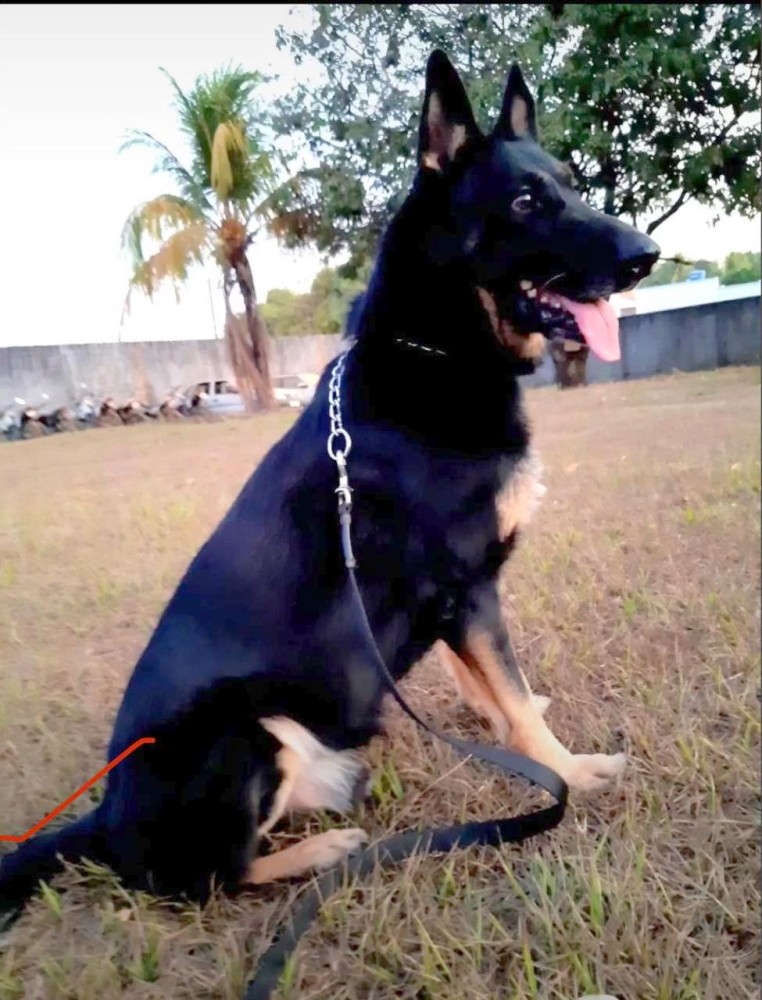 Jaru: 8º Batalhão da PM se despede de Fuzil, cão K9 que dedicou dez anos ao combate ao crime