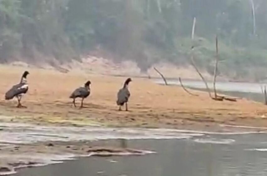  Ave rara atípica da Região é vista às margens do Rio Jaru