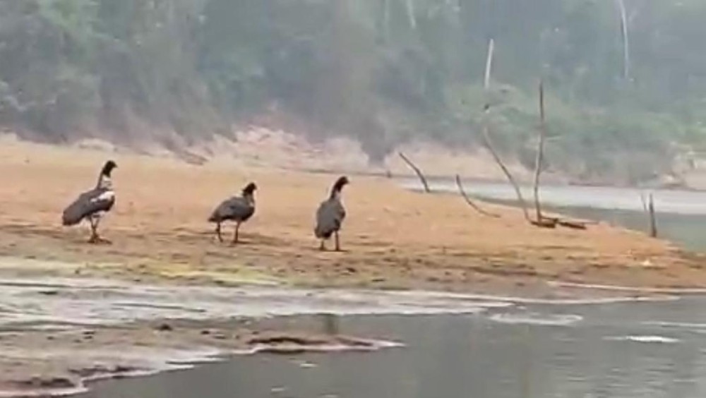 Ave rara atípica da Região é vista às margens do Rio Jaru