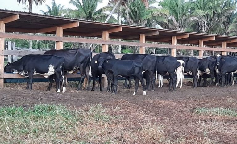 Declaração de rebanhos feita a partir de novembro tem que indicar quantidade de animais para corte e leite