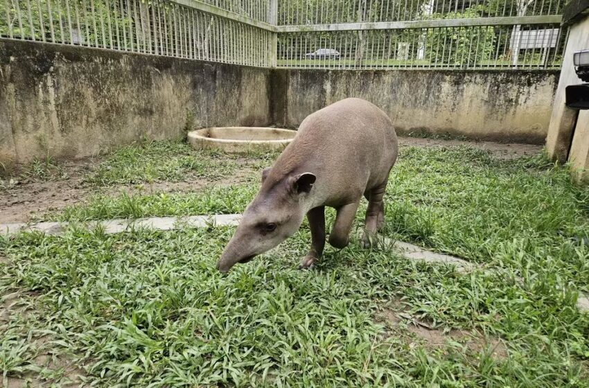  Anta resgatada após ser atropelada enquanto fuga das queimadas em Rondônia será enviada para Zoológico da Paraíba