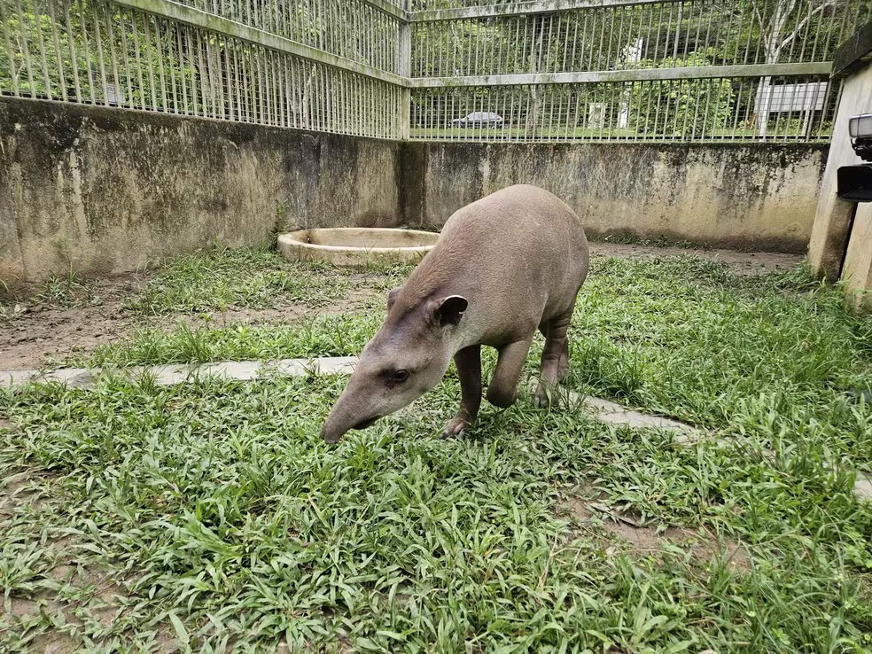 Anta resgatada após ser atropelada enquanto fuga das queimadas em Rondônia será enviada para Zoológico da Paraíba