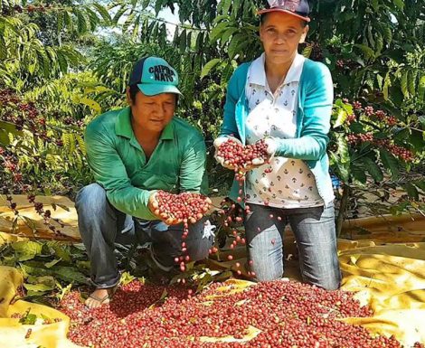 Concurso valoriza produção de café indígena e abre oportunidades para comunidades de Rondônia