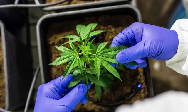  STJ autoriza cultivo de cannabis para fins medicinais