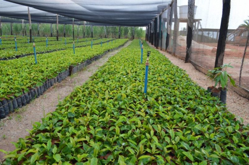 Governador Jorge Teixeira: TCE arquiva denúncia sobre pregão de mudas de café e cacau