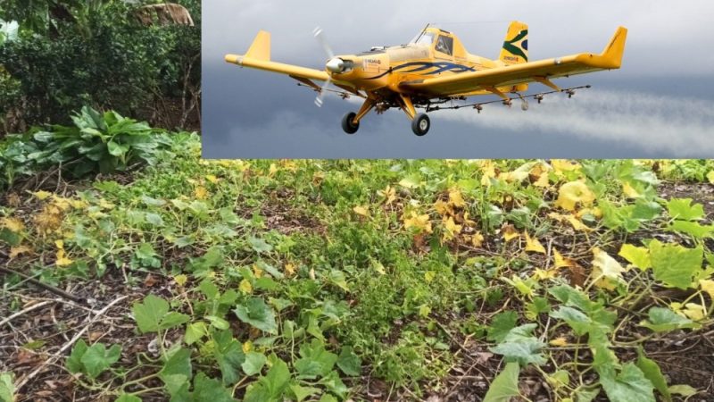 Jaru: Agricultores relatam prejuízos após aplicação de herbicida por avião em fazenda vizinha