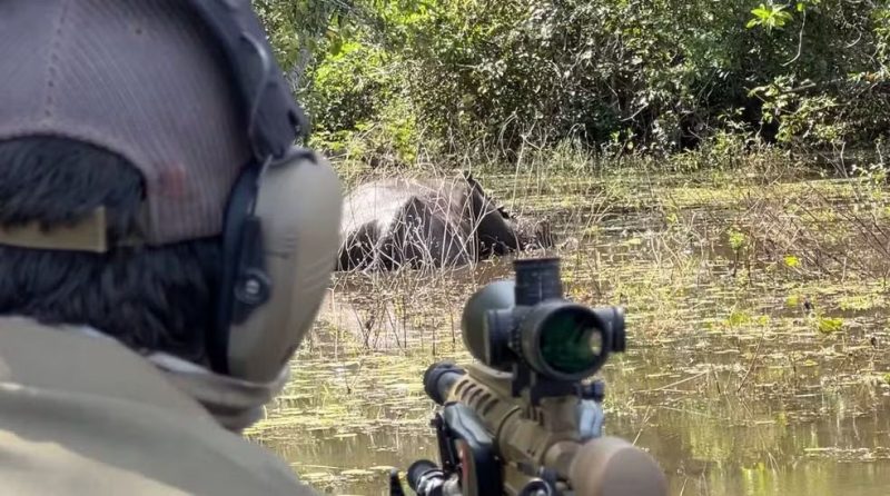 MPF pede à Justiça que ICMBio suspenda redução de búfalos invasores em reservas na Amazônia