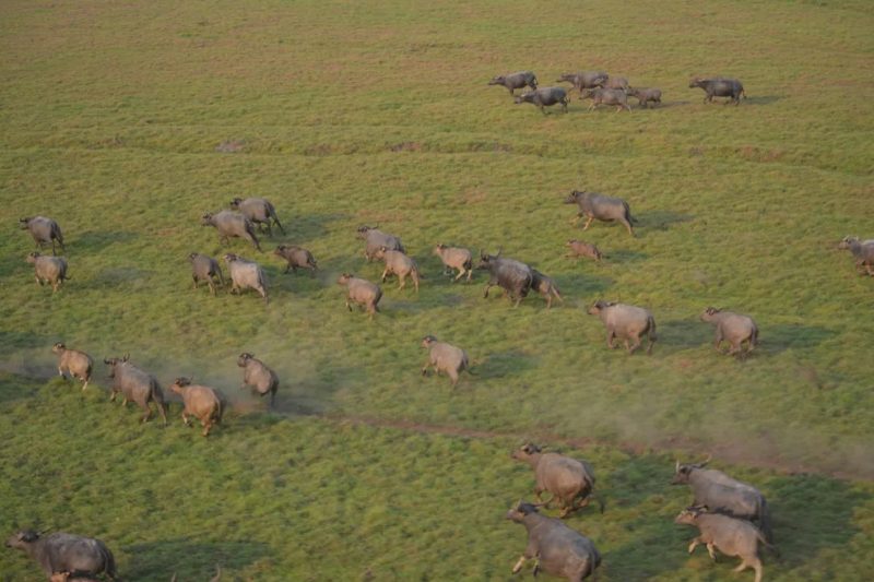 Começa teste para abater 5 mil búfalos invasores em área remota da Amazônia; entenda