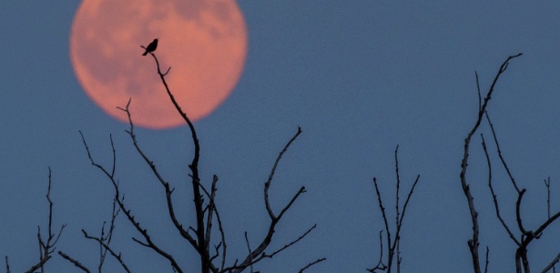 O que é lua de morango? Fenômeno poderá ser oferecido hoje no Brasil