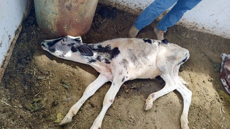 Denúncias de maus-tratos a animais bovinos desempenhados em xeque a atuação do Campus do Ifro de Ariquemes