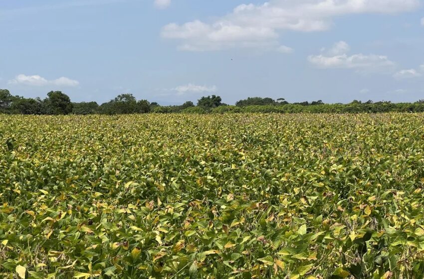  Sojicultura chega em mais cinco municípios de Rondônia, revela pesquisa do IBGE