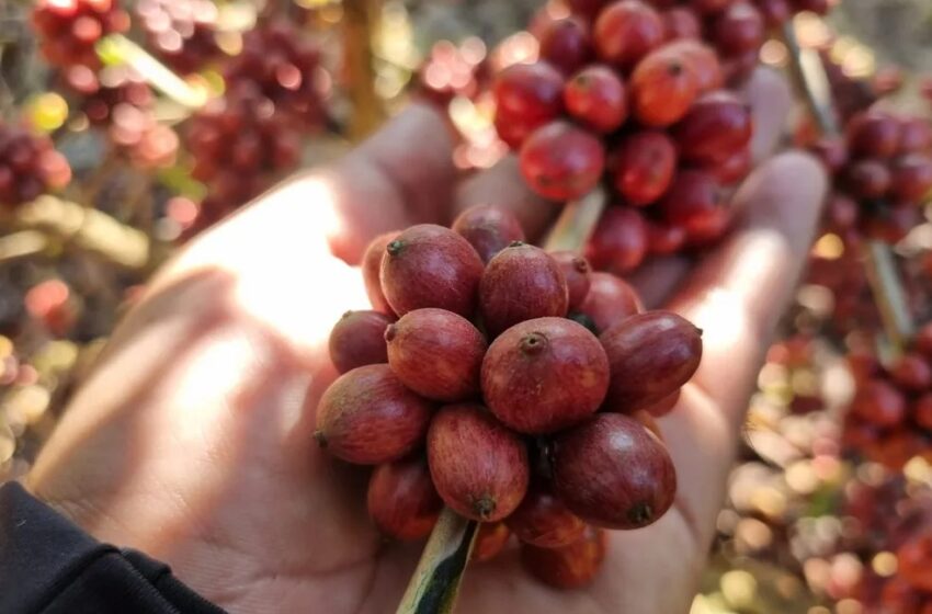  Em um ano, produção de café aumenta 24,1% em Rondônia, revela IBGE