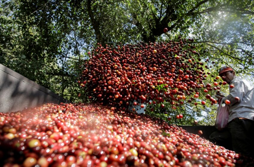 Café arábica fecha em queda após tocar máxima de vários meses