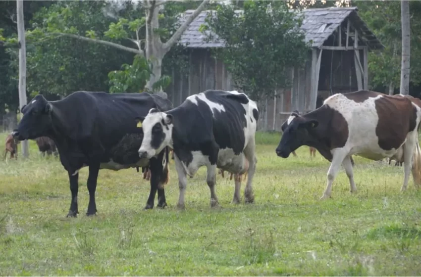  Governo de Rondônia investe R$ 200 milhões na agricultura e Estado tem retorno de R$ 20 bilhões