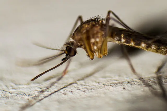 Dengue: neurologistas alertam para riscos ao sistema nervoso central
