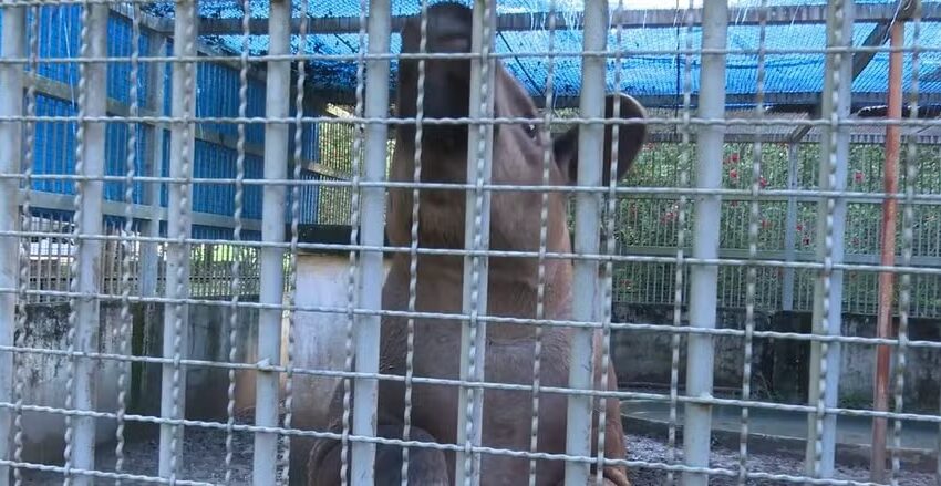  Cerca de 120 animais silvestres foram resgatados pelo Ibama em 2023 em Rondônia