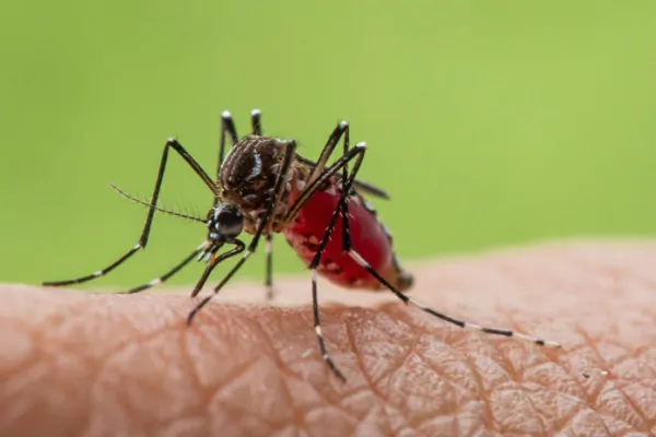Febre de Oropouche e dengue: semelhanças e diferenças
