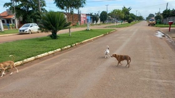 Jaru: Vereadores discutem a possibilidade de um espaço para cães, enquanto um óbito e dois acidentes graves marcam na última semana