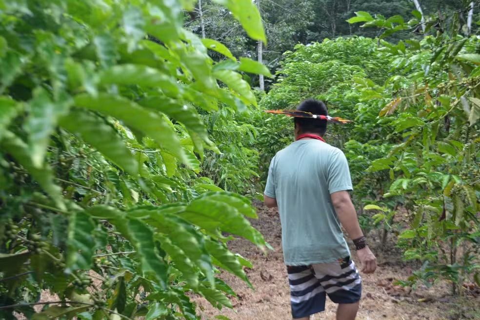Na Amazônia, indígenas produtores de café premiado sem agrotóxicos e seguros