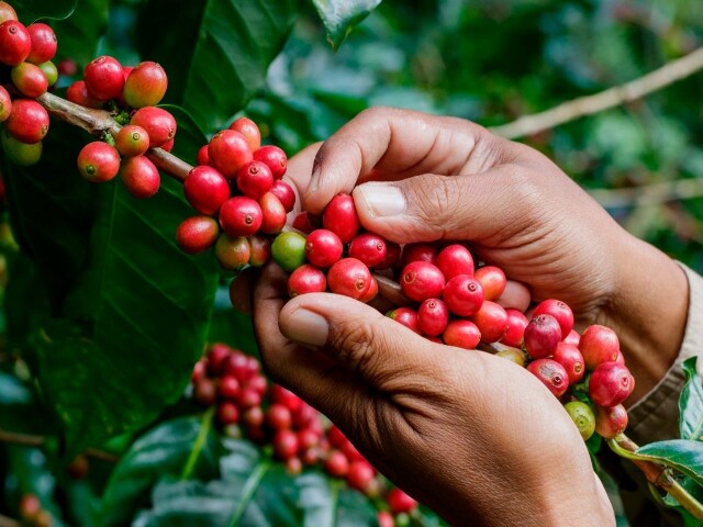 Rondônia Rural Show fomenta incentivo e reforça o potencial do setor cafeeiro do Estado