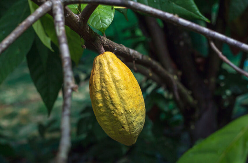  Criado o “Selo Cacau Amazônia” para produtores de cacau que exploram de maneira sustentável