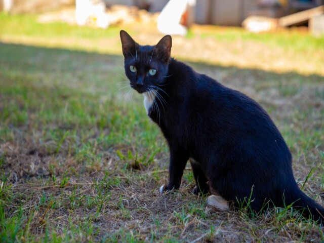 Programa Realizará Castração Gratuitas de Cães e Gatos Em Porto Velho