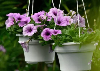 5 dicas de especialistas para fazer suas plantas florescerem mais