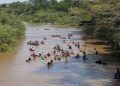 Jaru: 4ª edição do Passeio de Caiaque reúne cerca de 140 participantes no rio Jaru