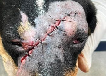 Crueldade contra animais revolta moradores de Jaru após cachorra ser encontrada com ferimento grave na cabeça